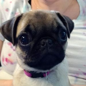 Meet your Posher, Piggy's pug